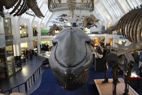 Museu de História Natural - baleia