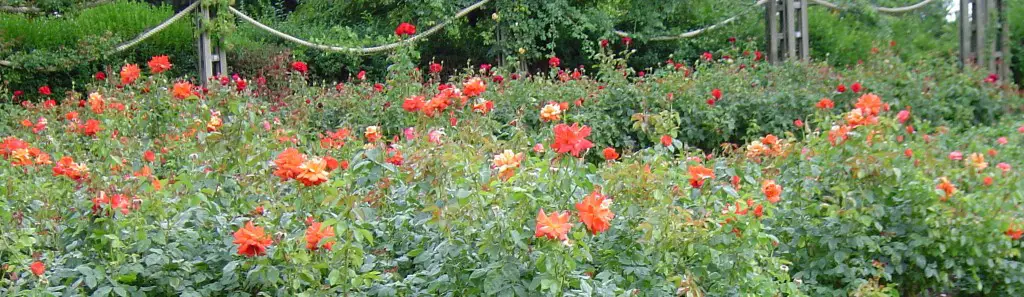 Regent's park na primavera - rose garden