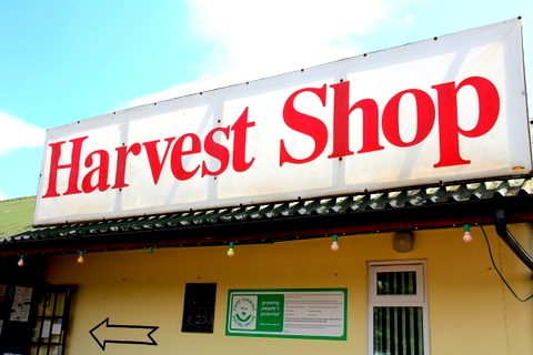 As delícias do outono - Harvest Shop