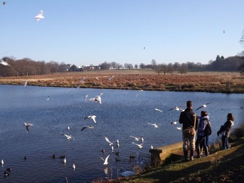 Richmond Park: um passeio diferente - lago