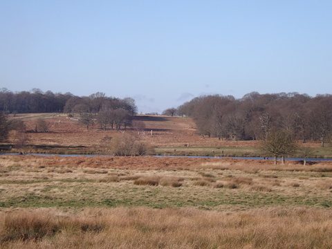 Richmond Park: um passeio diferente - paisagem