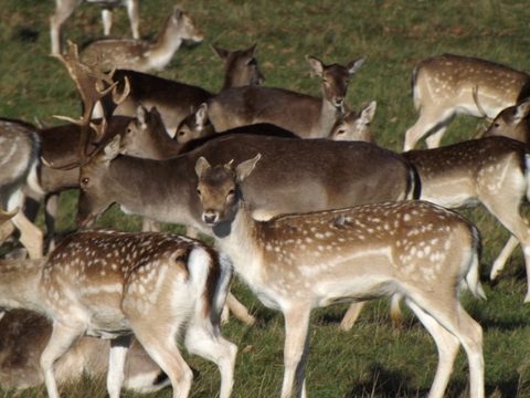 Richmond Park: um parque diferente - veados 1