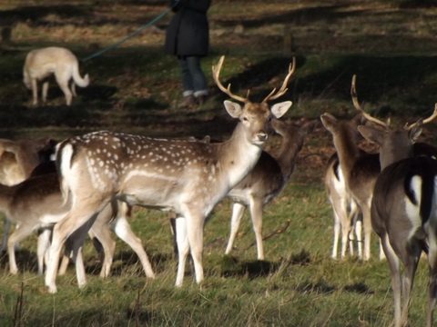 Richmond Park: um passeio diferente - veados 2