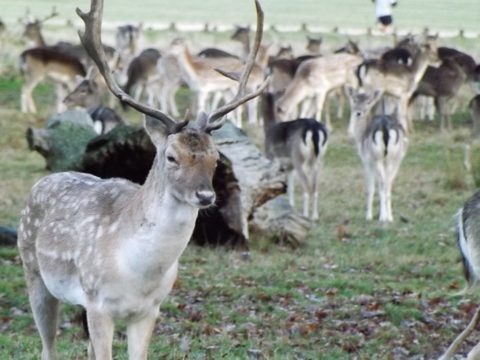 Richmond Park: um passeio diferente - veados 3