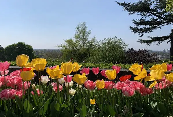 O que fazer em Londres na primavera - Richmond Park