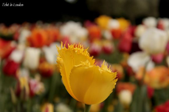 Holland park em Londres - flores