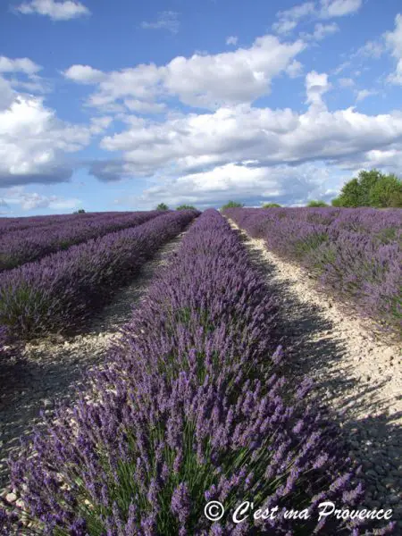 provence1