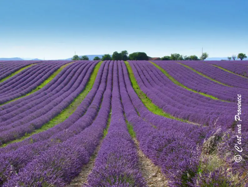 De Londres à rota da lavanda na Provence - Valensole