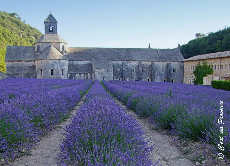 De Londres à Rota da Lavanda na Provence - Abadia de Senanque