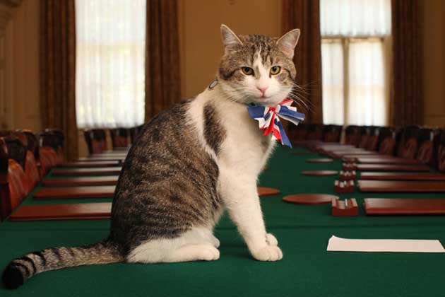 Larry - gato da residência do primeiro ministro britânico 10 Downing St