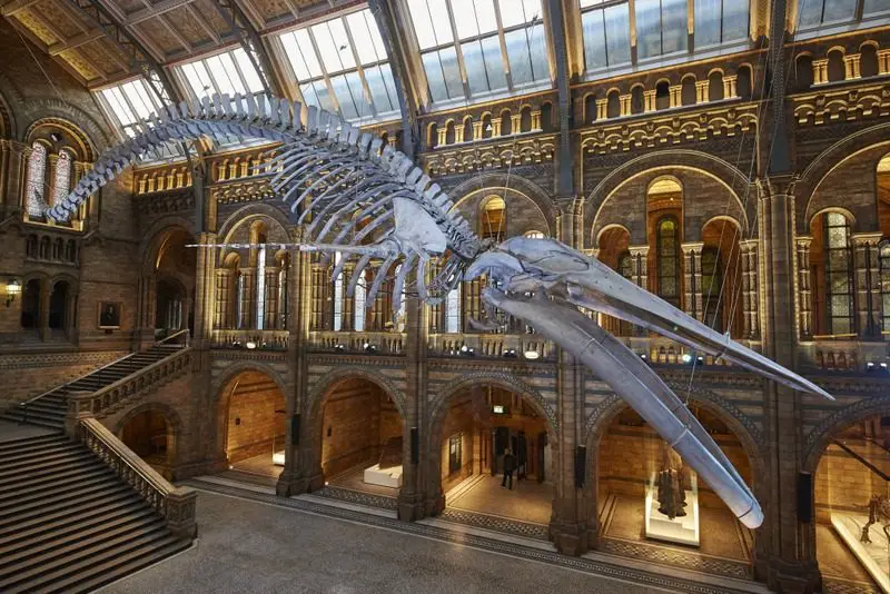 A Baleia Azul no Museu de História Natural - Hintze Hall