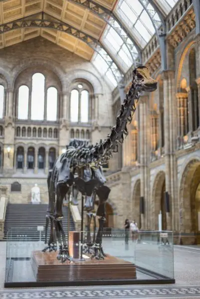 A Baleia Azul no Museu de História Natural - Dippy