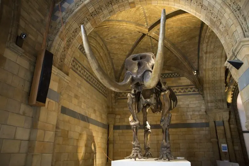 A Baleia Azul no Museu de História Natural - Mastodonte