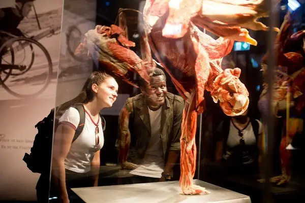 Body Worlds em Londres - corpo humano