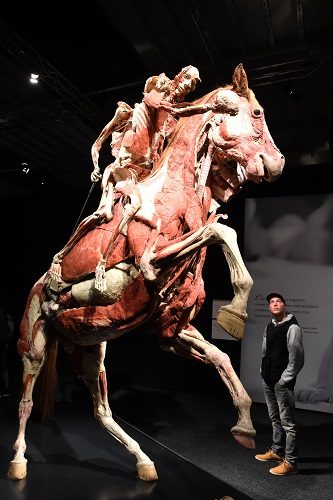 Body Worlds em Londres - cavalo