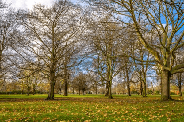 Árvore do Hyde Park no outono