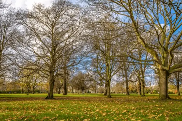 Árvore do Hyde Park no outono