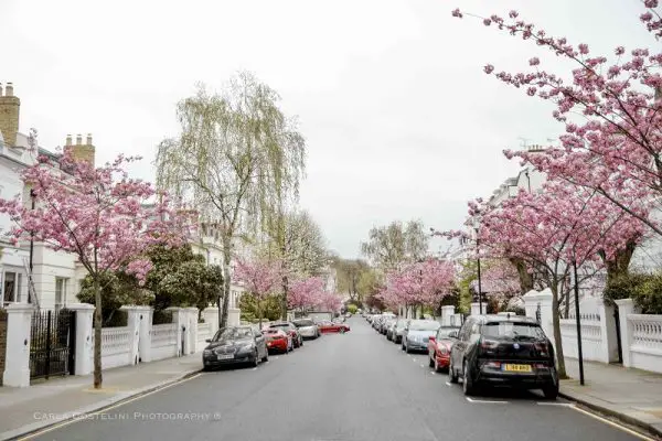 Rua de Londres com cerejeiras