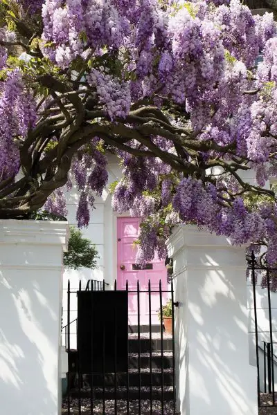 Flores de glicinia Em Londres - Wisteria blossoms